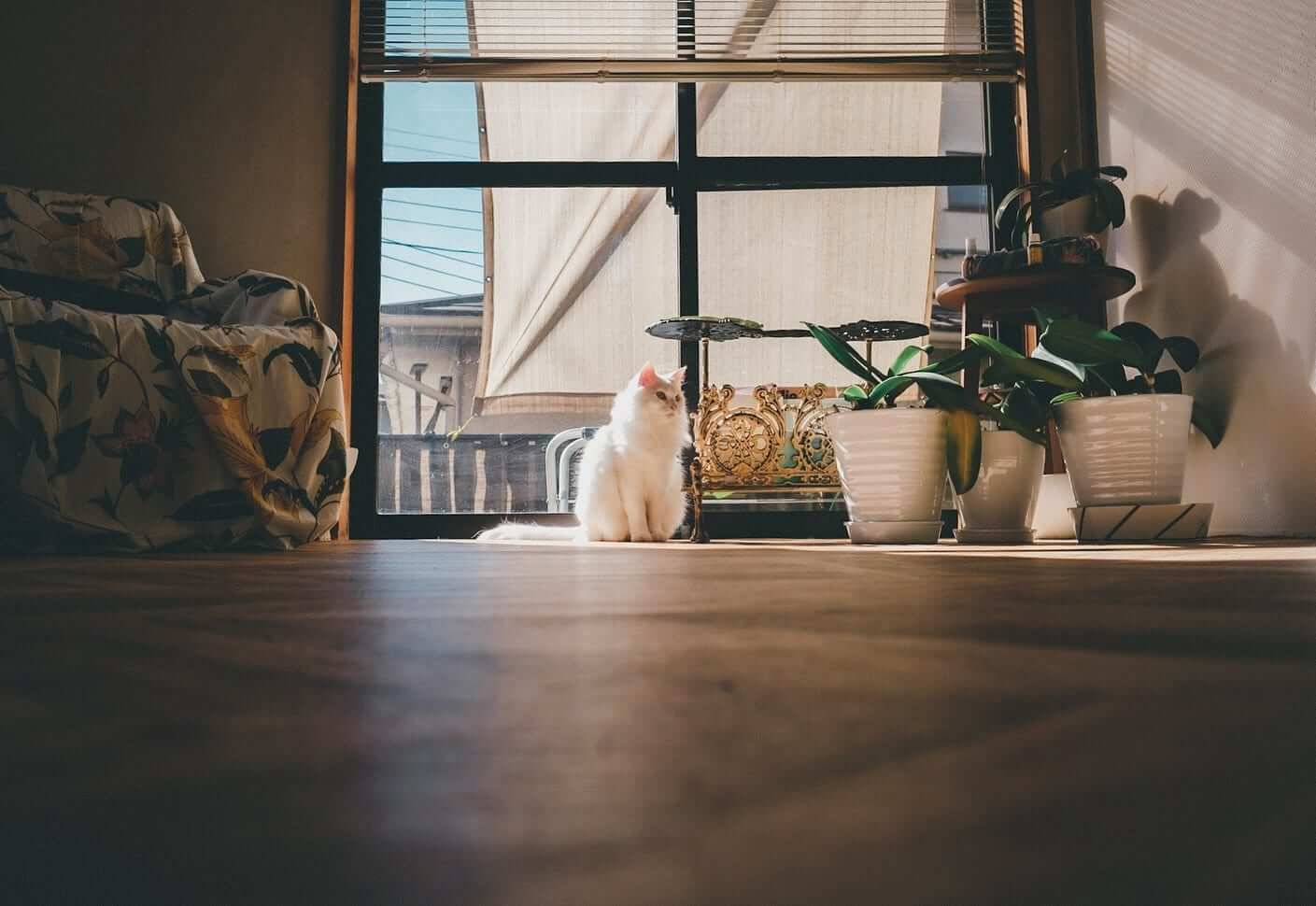 窗边光线中的猫